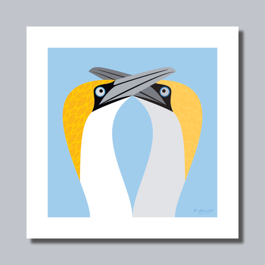 Gannets Courting Art Print