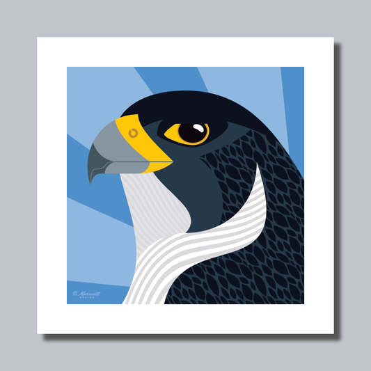 Peregrine Falcon Portrait Art Print